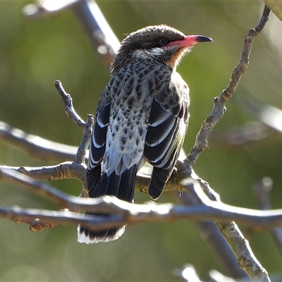 Acanthagenys rufogularis (Spiny-cheeked Honeyeater) at Kambah, ACT - 31 Aug 2025 by LineMarie