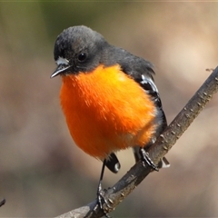Petroica phoenicea (Flame Robin) at Kambah, ACT - 31 Aug 2025 by LineMarie