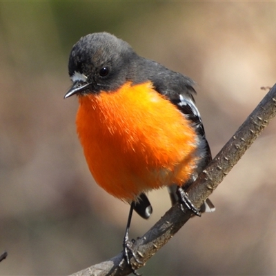 Petroica phoenicea (Flame Robin) at Kambah, ACT - 31 Aug 2025 by LineMarie