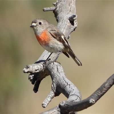 Petroica boodang (Scarlet Robin) at Kambah, ACT - 31 Aug 2025 by LineMarie