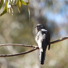 Cacomantis flabelliformis (Fan-tailed Cuckoo) at Kambah, ACT - 31 Aug 2025 by LineMarie