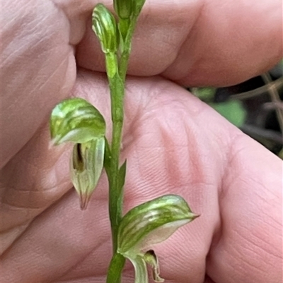 Bunochilus montanus (ACT) = Pterostylis jonesii (NSW) (Montane Leafy Greenhood) at Paddys River, ACT - 31 Aug 2025 by Clarel