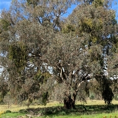 Eucalyptus melliodora (Yellow Box) at Kangiara, NSW - 27 Jan 2024 by kamnat