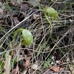 Pterostylis nutans (Nodding Greenhood) at Paddys River, ACT - 31 Aug 2025 by Clarel