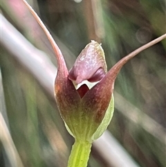Pterostylis pedunculata (Maroonhood) at Paddys River, ACT - 31 Aug 2025 by Clarel