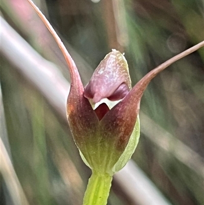 Pterostylis pedunculata (Maroonhood) at Paddys River, ACT - 31 Aug 2025 by Clarel