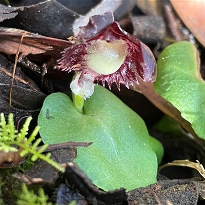 Corysanthes grumula (Stately helmet orchid) at  - suppressed by Clarel