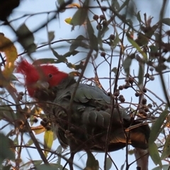 Callocephalon fimbriatum (Gang-gang Cockatoo) at Aranda, ACT - 31 Aug 2025 by lbradley