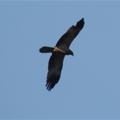 Haliastur sphenurus (Whistling Kite) at Freshwater Creek, VIC - 3 Aug 2025 by WendyEM