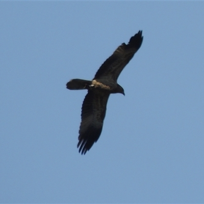 Haliastur sphenurus (Whistling Kite) at Freshwater Creek, VIC - 3 Aug 2025 by WendyEM