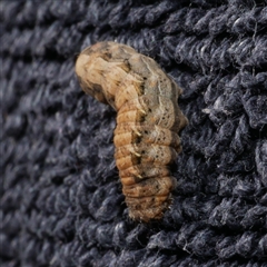 Proteuxoa (genus) (A Noctuid moth) at Freshwater Creek, VIC - 6 Aug 2025 by WendyEM