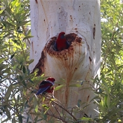Platycercus elegans (Crimson Rosella) at Acton, ACT - 31 Aug 2025 by rhyshardy