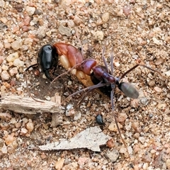 Iridomyrmex purpureus (Meat Ant) at West Wodonga, VIC - 31 Aug 2025 by KylieWaldon