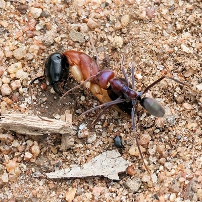 Iridomyrmex purpureus (Meat Ant) at West Wodonga, VIC - 31 Aug 2025 by KylieWaldon