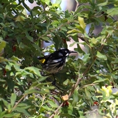 Phylidonyris novaehollandiae (New Holland Honeyeater) at Acton, ACT - 31 Aug 2025 by rhyshardy