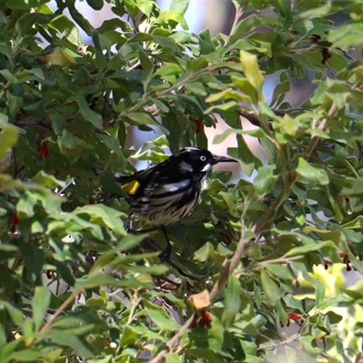 Phylidonyris novaehollandiae (New Holland Honeyeater) at Acton, ACT - 31 Aug 2025 by rhyshardy