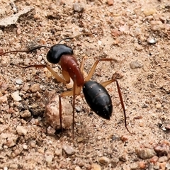 Camponotus nigriceps (Black-headed sugar ant) at West Wodonga, VIC - 31 Aug 2025 by KylieWaldon
