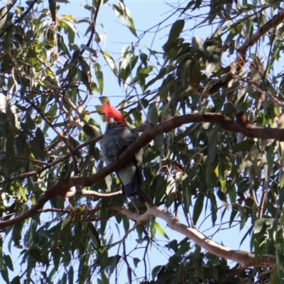 Callocephalon fimbriatum (Gang-gang Cockatoo) at Acton, ACT - 31 Aug 2025 by rhyshardy