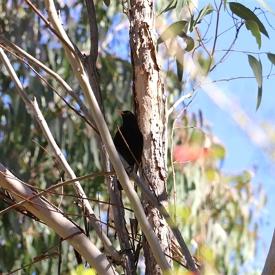 Turdus merula (Eurasian Blackbird) at Acton, ACT - 31 Aug 2025 by rhyshardy