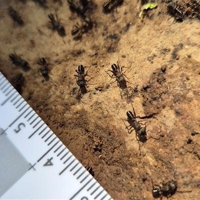 Rhytidoponera sp. (genus) (Rhytidoponera ant) at Little Billabong, NSW - 31 Aug 2025 by KDurant