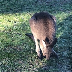 Macropus giganteus (Eastern Grey Kangaroo) at Crowther, NSW - 31 Aug 2025 by Frecko
