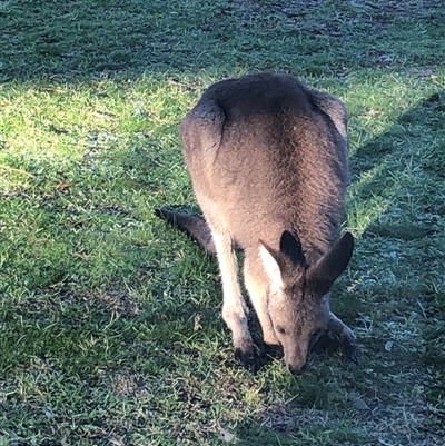Macropus giganteus (Eastern Grey Kangaroo) at Crowther, NSW - 31 Aug 2025 by Frecko