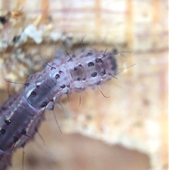 Unverified Insect at Crowther, NSW - 28 Aug 2025 by Frecko