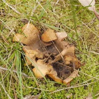 Scleroderma sp. (Scleroderma) at Freshwater Creek, VIC - 24 Aug 2025 by WendyEM