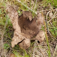 Scleroderma sp. (Scleroderma) at Freshwater Creek, VIC - 24 Aug 2025 by WendyEM