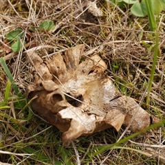 Scleroderma sp. (Scleroderma) at Freshwater Creek, VIC - 24 Aug 2025 by WendyEM