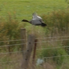 Chenonetta jubata (Australian Wood Duck) at Freshwater Creek, VIC - 24 Aug 2025 by WendyEM