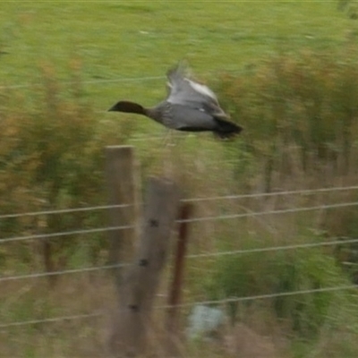 Chenonetta jubata (Australian Wood Duck) at Freshwater Creek, VIC - 24 Aug 2025 by WendyEM