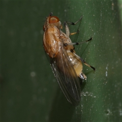 Lauxaniidae (family) (Unidentified lauxaniid fly) at Freshwater Creek, VIC - 24 Aug 2025 by WendyEM