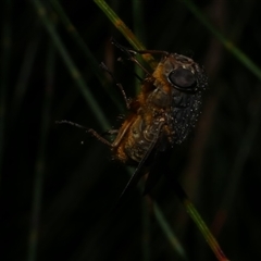 Calliphoridae (family) (Unidentified blowfly) at Freshwater Creek, VIC - 24 Aug 2025 by WendyEM