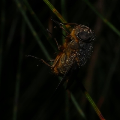 Calliphoridae (family) (Unidentified blowfly) at Freshwater Creek, VIC - 24 Aug 2025 by WendyEM