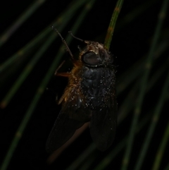 Calliphoridae (family) at Freshwater Creek, VIC - 24 Aug 2025 10:00 PM