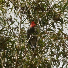 Callocephalon fimbriatum (Gang-gang Cockatoo) at Freshwater Creek, VIC - 24 Aug 2025 by WendyEM