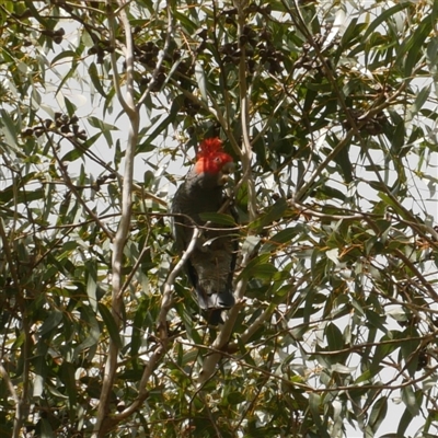 Callocephalon fimbriatum (Gang-gang Cockatoo) at Freshwater Creek, VIC - 24 Aug 2025 by WendyEM