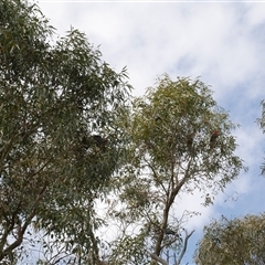 Callocephalon fimbriatum at Freshwater Creek, VIC - suppressed
