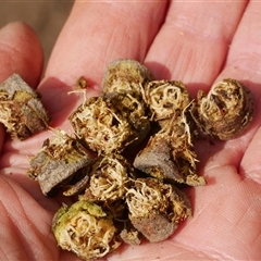 Callocephalon fimbriatum at Freshwater Creek, VIC - suppressed