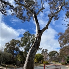 Eucalyptus blakelyi (Blakely's Red Gum) at Wanniassa, ACT - 28 Aug 2025 by jks