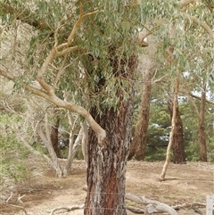 Eucalyptus globulus subsp. bicostata at Freshwater Creek, VIC - 24 Aug 2025 by WendyEM
