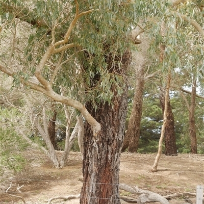 Eucalyptus globulus subsp. bicostata at Freshwater Creek, VIC - 24 Aug 2025 by WendyEM