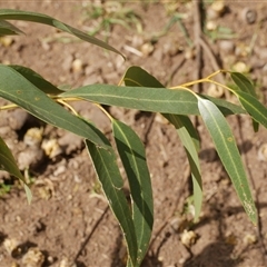 Unverified at suppressed - suppressed