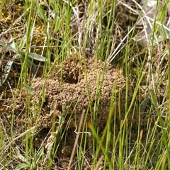 Formicidae (family) (Unidentified ant) at Freshwater Creek, VIC - 24 Aug 2025 by WendyEM