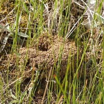 Formicidae (family) (Unidentified ant) at Freshwater Creek, VIC - 24 Aug 2025 by WendyEM