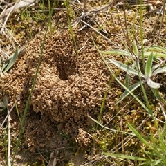 Formicidae (family) (Unidentified ant) at Freshwater Creek, VIC - 24 Aug 2025 by WendyEM