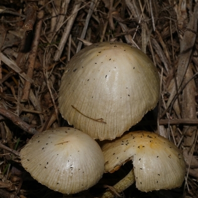 Unverified Cap on a stem; gills below cap [mushrooms or mushroom-like] at Freshwater Creek, VIC - 9 Aug 2025 by WendyEM