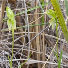 Bunochilus umbrinus (ACT) = Pterostylis umbrina (NSW) (Broad-sepaled Leafy Greenhood) by Rheardy