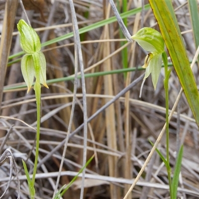 Bunochilus umbrinus (ACT) = Pterostylis umbrina (NSW) (Broad-sepaled Leafy Greenhood) at  - suppressed by Rheardy